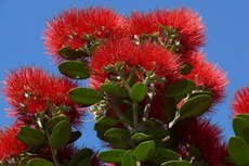 Pohutukawa Metrosideros Pohutukawa Metrosideros 005-230x153
